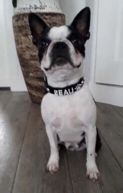 Hondenhalsband Met Naam Medium Black